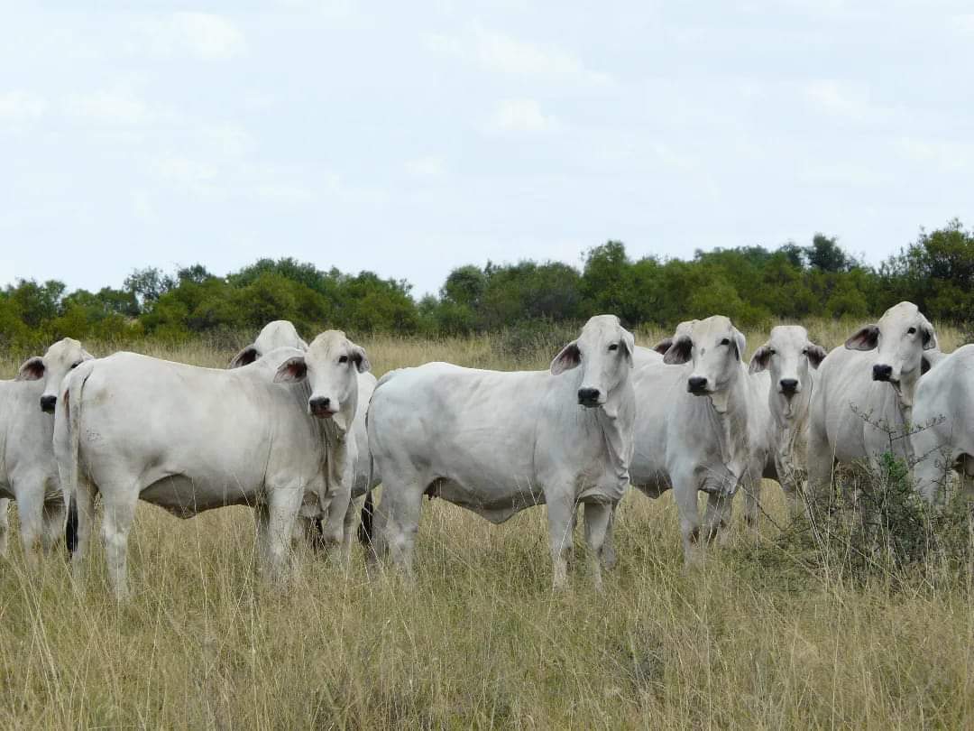 Livestock Sourcing & Systems